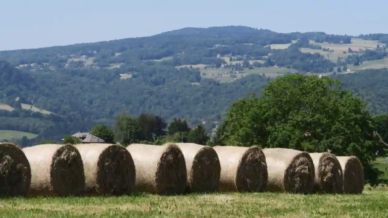 Vétérinaires à Saint Béron